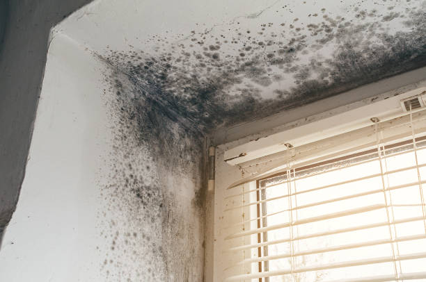Trusted Attic Mold Removal service in La Grange, TX - Cheap Mold Removal